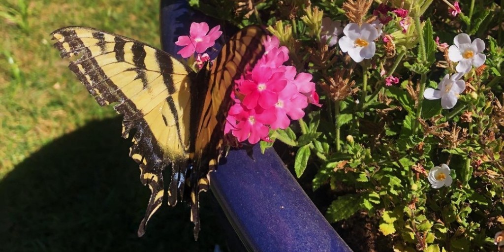 StSupery's tweet image. Pollinator Week is an annual celebration in support of pollinator health. Learn more: bit.ly/3XfWHa4

#PollinatorWeek #pollinatorhealth #napagreen