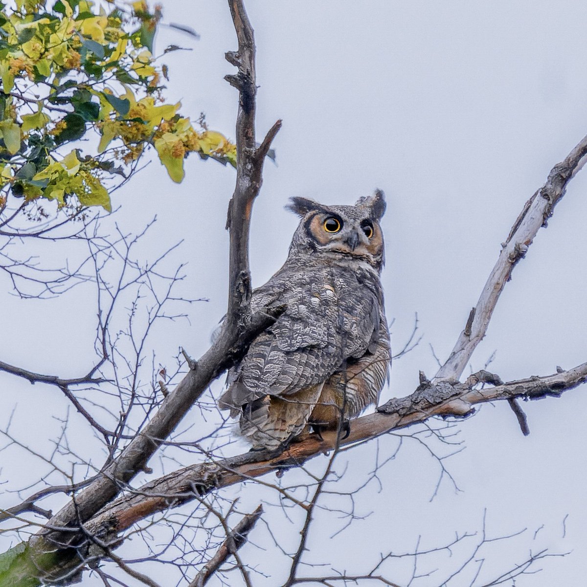 Geraldine, the resident Great Horned Owl in Central Park, at dusk on the Summer Solstice.☀️💕🦉

#birdcpp #birds #birdwatching #nature #wildlife