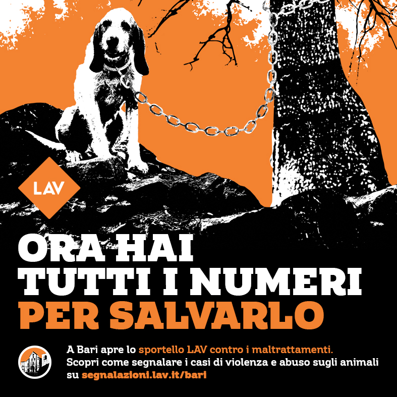 LAV Bari tweet media