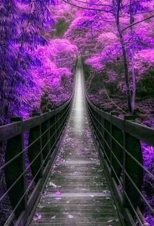 Incredible bridge between flowered trees