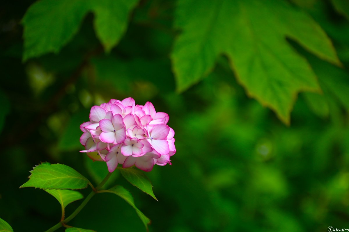 tatsuiro19's tweet photo. テーマ「紫陽花」
#撮影テーマ https://t.co/EumrMt2UgM