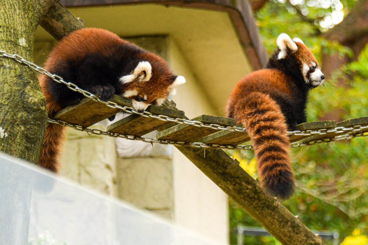 Daily Red Pandas рџџіпёџвђќвљ пёџ On Twitter Posting Will Return To Normal Daily Red Pandas рџџіпёџвђќвљ пёџ On Twitter Posting Will Return To Normal