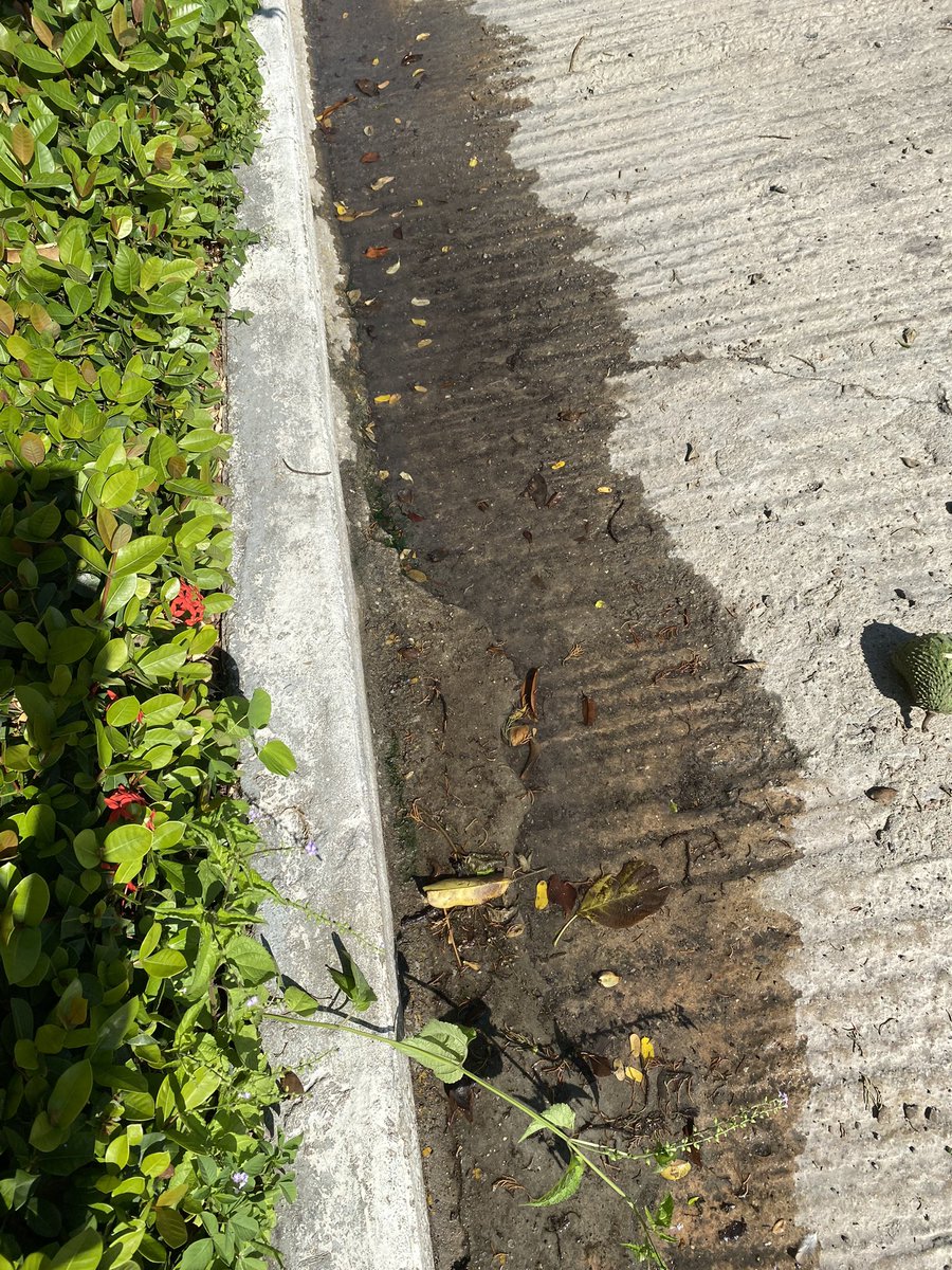 laurydx's tweet photo. @TuxtlaSMAPA @CarlosMoralesV_ por favor ayuda con las autoridades para darle solución https://t.co/CHMYco0J3N