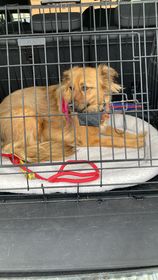 The_Animal_Team's tweet photo. WILLOW, DAISY &amp; HUMBUG travelled with 2 transporters each  &amp; RHAPSODY with 6, all on their #freedomrides to safe spaces, via our Volunteer Transport Network. Please donate towards fuel if you can. https://t.co/BZtLUGMGq0 #GetYourRescueOn #DonationsSaveLives https://t.co/a9w9zrEUT8