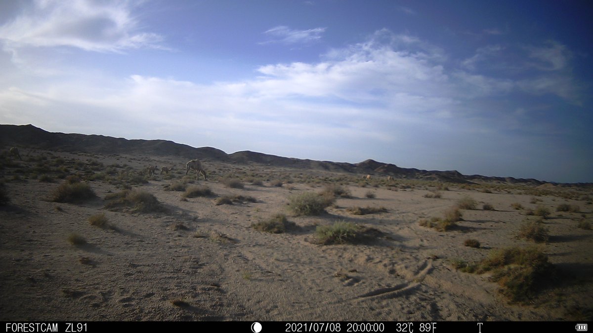 Really wonderful camera trap picture from <a href="/ZSLScience/">ZSL Science</a> 's <a href="/AnnaJemmett/">Anna Jemmett 🌍</a> this #WorldCamelDay. It appears to show a wild camel with twin calves. If so, it will be the 2nd ever record of wild camel twins! 🐫🐫