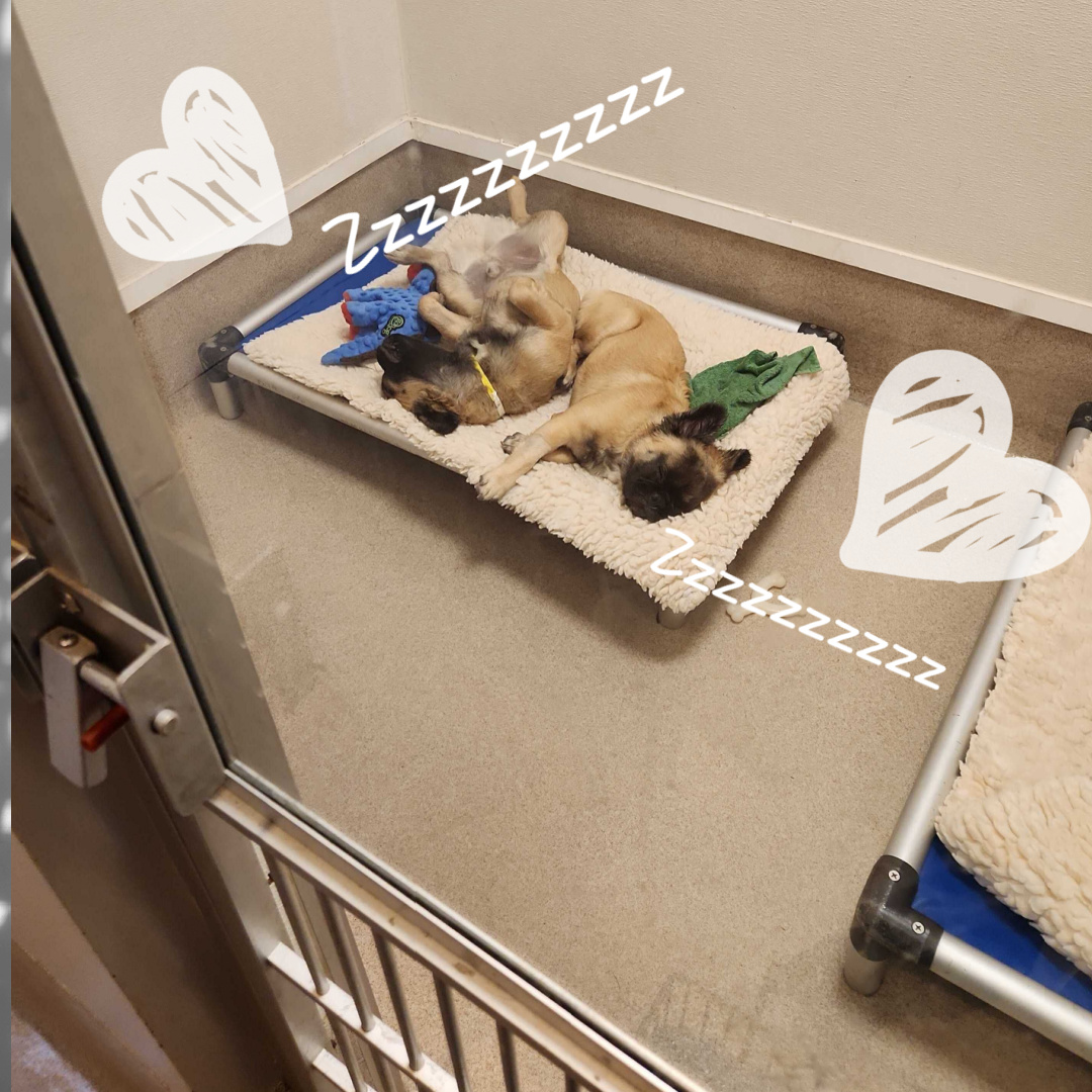 Springfield guests Coco &amp; Louis say that boarder Day Camp is SO fun... but their comfy beds for naptime are even better! 😍😆