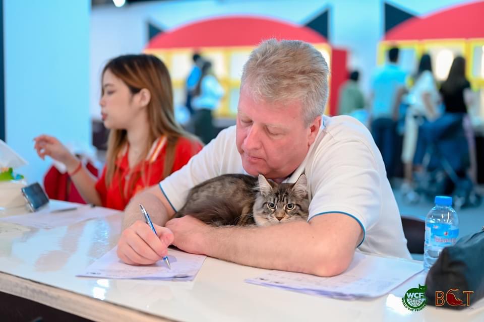 tigercooncat's tweet photo. ป๋าเวิร์ดจิ๋ว  น้อง beauty ลูกสาวคนเล็กของป๋าเวิร์ด กับการมางานประกวดครังแรกถึงหนูจะขี้กลัวแต่หนูก็อยู่เป็นนะคะ  พรุ่งนี้ค่อยมาอวดรา��วัลนะคะคนสวยได้รางวัลอะไรมาบ้าง

Bambalina beauty Tigercooncat *TH 
MCO n 03 23 ,girl

#Stay #tigercooncat #mainecoon #เมนคูน https://t.co/accPvETiYf