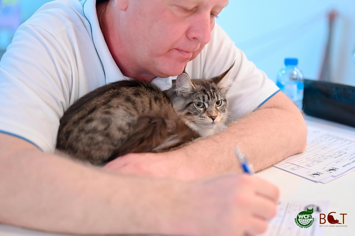 tigercooncat's tweet photo. ป๋าเวิร์ดจิ๋ว  น้อง beauty ลูกสาวคนเล็กของป๋าเวิร์ด กับการมางานประกวดครังแรกถึงหนูจะขี้กลัวแต่หนูก็อยู่เป็นนะคะ  พรุ่งนี้ค่อยมาอวดรา��วัลนะคะคนสวยได้รางวัลอะไรมาบ้าง

Bambalina beauty Tigercooncat *TH 
MCO n 03 23 ,girl

#Stay #tigercooncat #mainecoon #เมนคูน https://t.co/accPvETiYf