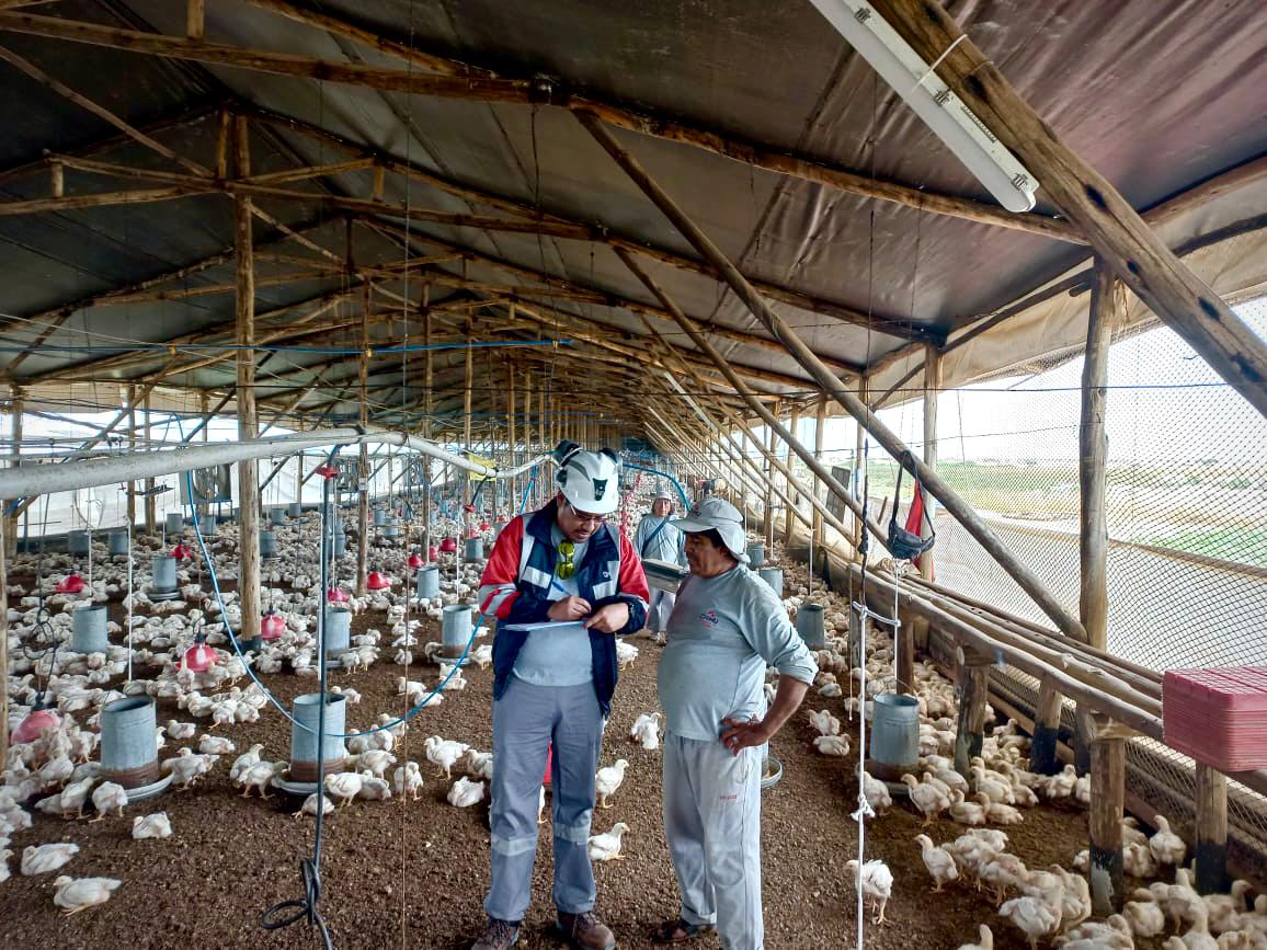SunafilPeru's tweet photo. 📍 En #Piura, en un operativo intervenimos la empresa avícola Chimu Agropecuaria, en la ciudad Paita, distrito de Colan. El objetivo fue verificar las condiciones de seguridad en los 19 galpones de pollos, como el #IPERC, y los equipos de protección personal adecuados. ✅🔎 https://t.co/kAqqbPU2Ir