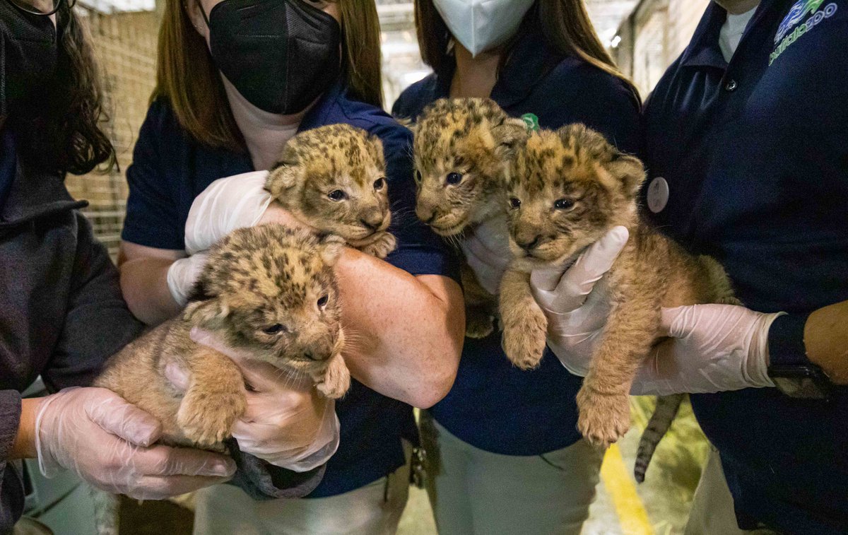 Buffalo Zoo tweet media