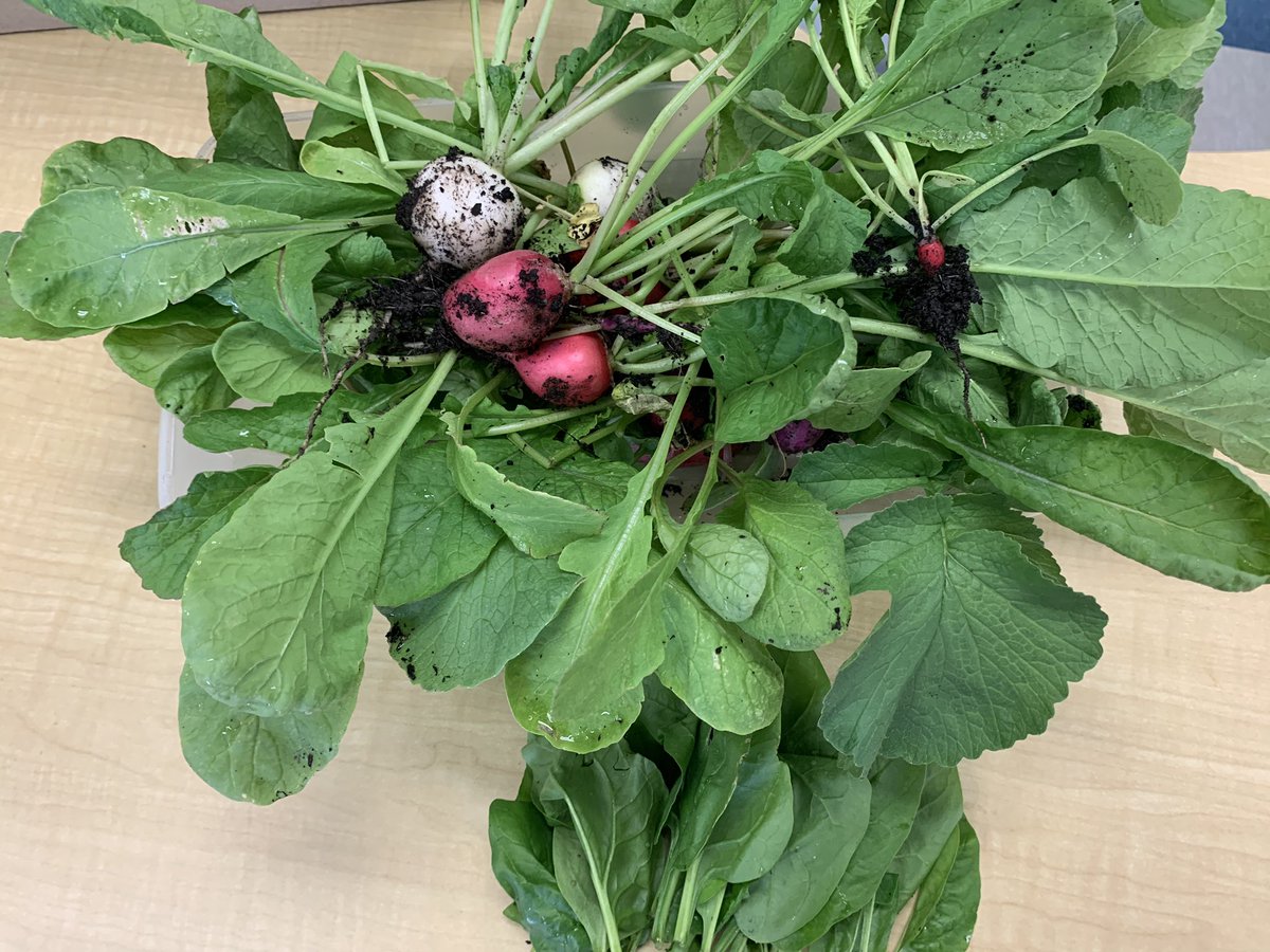 We harvested the last of our radishes and had a first harvest of spinach from our #classroomgardens @StIsidoreOCSB @SpaceSimonM