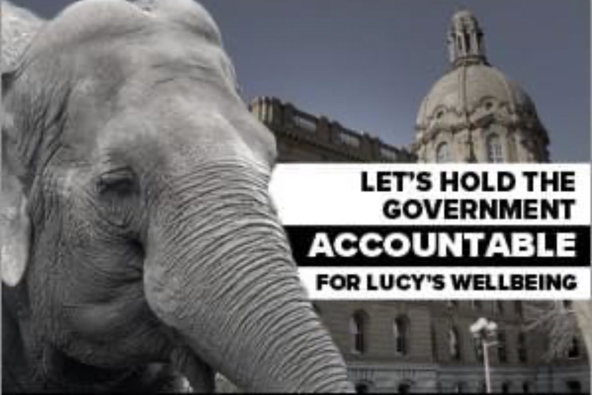 Amanda18060548's tweet photo. SOS @ABDanielleSmith Why is the Gov of Alberta continuing to approve EVZoo's permit despite clear breaches of the Alberta Zoo Standards Act. Pls investigate these breaches  #LucyCanTravel #Sanctuary4Lucy @Erinforanirinq #AuditEVZOO #WheresTheMoneyGone https://t.co/pe20zFp8Pb
