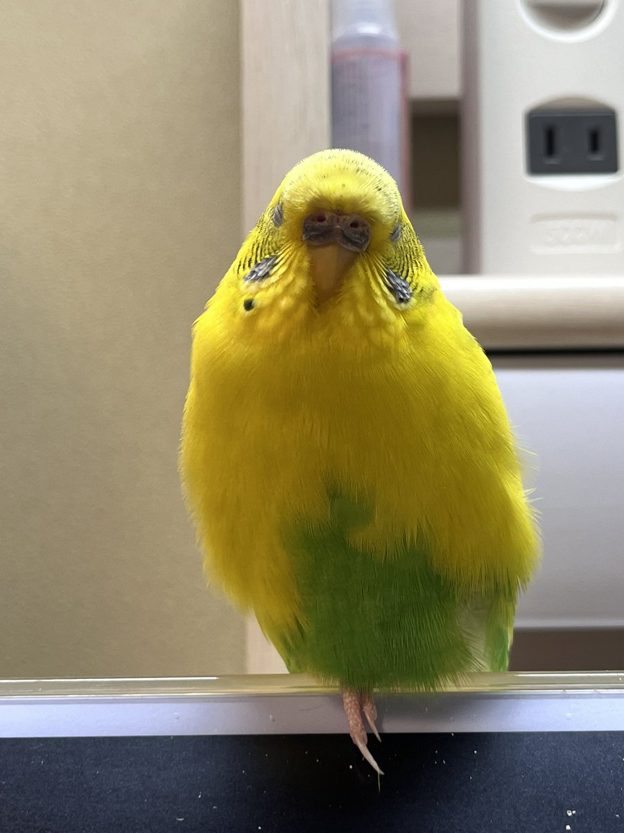 Luckymaigo's tweet photo. ラッキーが逃げてから1ヶ月経ちました。毎日探してますが見つからず、毎日が辛いです。あの日を後悔しないときはない。辛い思いをさせてしまってごめんね。会いたいよ。

見かけた方、保護していただいている方がいましたらご連絡お願いします。

#迷子インコ　#迷子鳥を保護していませんか  #大阪 https://t.co/KWJpRCuojB