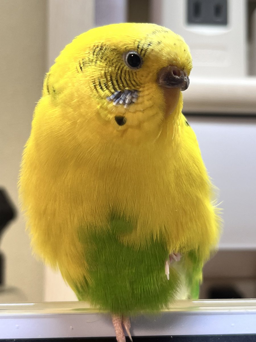 Luckymaigo's tweet photo. ラッキーが逃げてから1ヶ月経ちました。毎日探してますが見つからず、毎日が辛いです。あの日を後悔しないときはない。辛い思いをさせてしまってごめんね。会いたいよ。

見かけた方、保護していただいている方がいましたらご連絡お願いします。

#迷子インコ　#迷子鳥を保護していませんか  #大阪 https://t.co/KWJpRCuojB