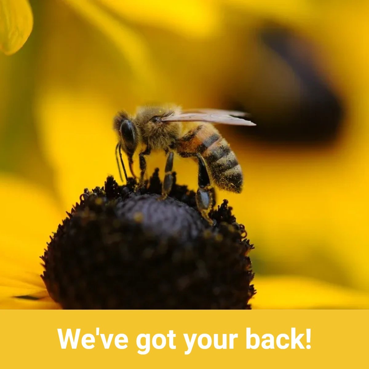 NelsonBeeRemove's tweet photo. From residential to commercial, you can count on our team for all your bee removal needs! When you need our help, give us a call at (561) 318-9374. https://t.co/ZFo2X0R0hv