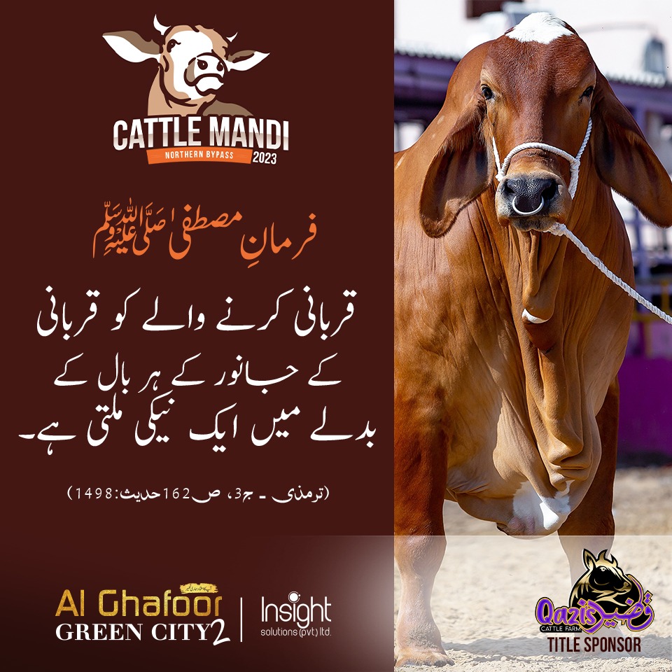 The words of the Holy Prophet Mohammad (PBUH) regarding sacrifice.
.
.
#cattlemandi2023 #qaziscattle #cowlovers #hadithquotes #sacrifice #eiduladha2023 #HolyProphet