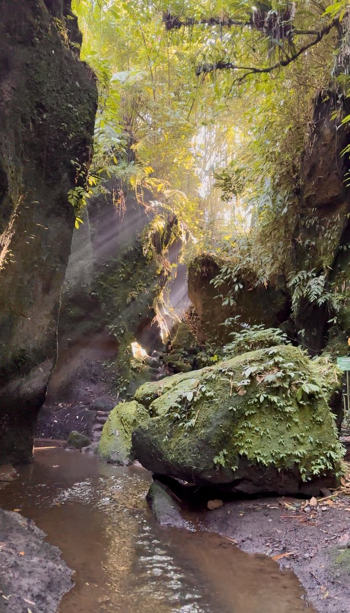 جولة في الغابة 🍃