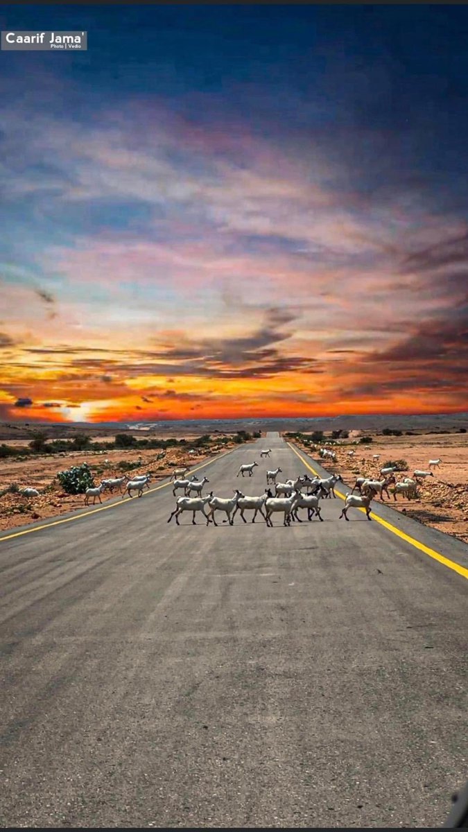 MohaAlfa1's tweet photo. Dal_Dhis
@abdiweli_gaas 
thnks you Madaxweyne
Road
#Ceeldahir_Ceerigaabo
#Puntland_Somalia
@TheVillaSomalia 
@Plstatehouse 
@alihwarsame https://t.co/GKj1Q5Dz1c