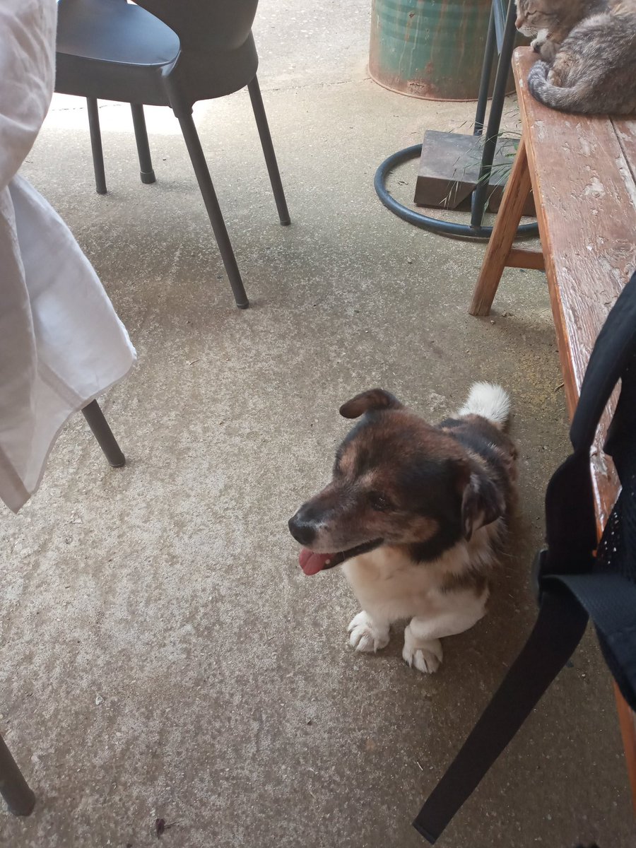 e_gilbert's tweet photo. Buddy hung out for like 30 minutes giving me PUPPY EYES to try to get a bite of bocadillo. https://t.co/P09xNoQGJ1