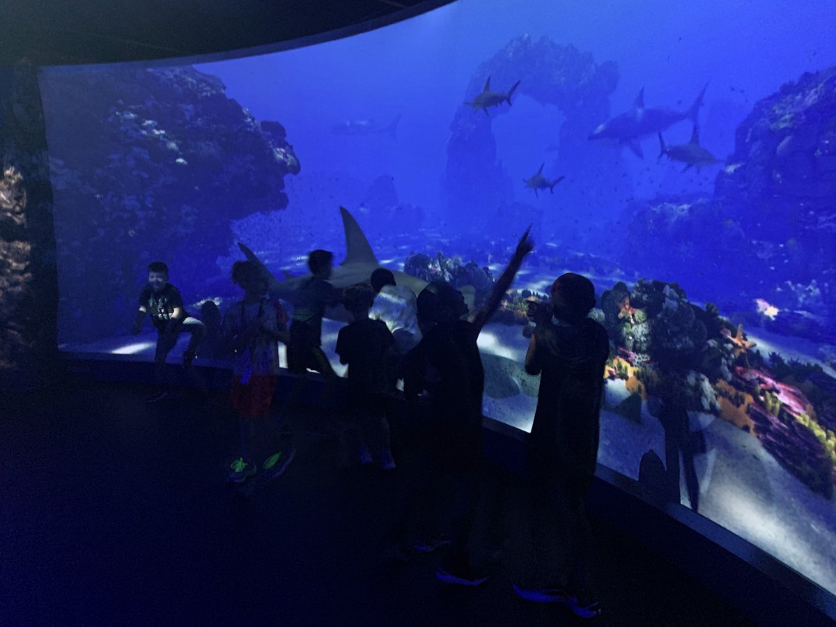 Last week, our #SummerProgram #Elementary #students had a 'fin-tastic' time exploring the 'jawsome' #sharkexhibit at @hmns. The #fieldtrip went 'swimmingly!' Parents, we'd love to 'sea' any 'fin-credible' stories your kiddos shared when they got home. Share them in the comments.