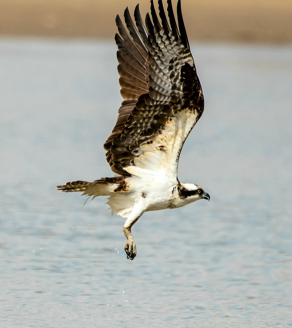 Osprey #wildlifephotography #birds #birds #nature #naturebeauty