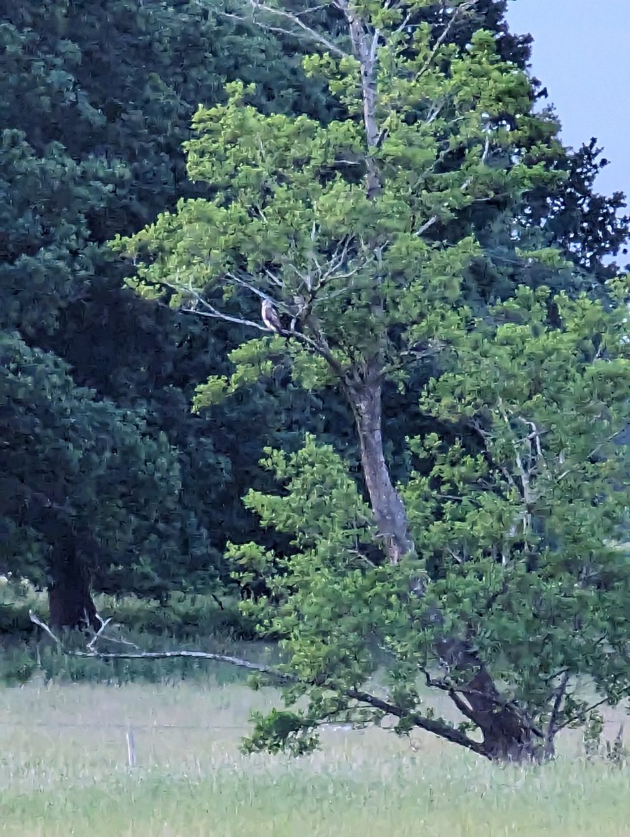 Saw this glide into a tree last night, but was too far away to quite make out what it was. Any idea based on the colouring? Obvious choice would be a buzzard, but could it be an SEO?
<a href="/tomcdevon/">Tom Collier</a> <a href="/Gregory_B_C/">Greg Charman</a> <a href="/David_A_Bird/">david alan bird</a>