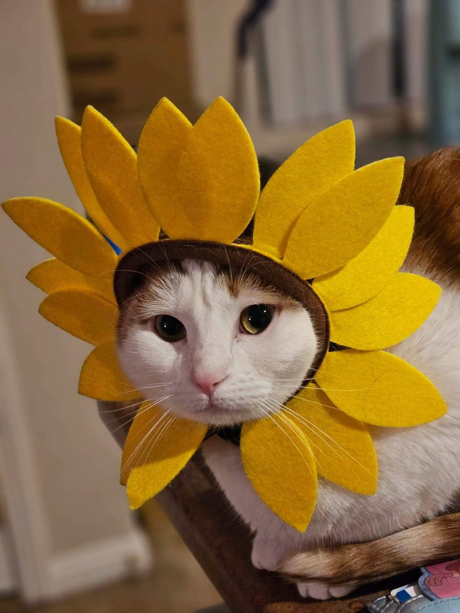 @carolinejtrulit A lovely bouquet of sunflowers 🌻 
Sage & Smudge