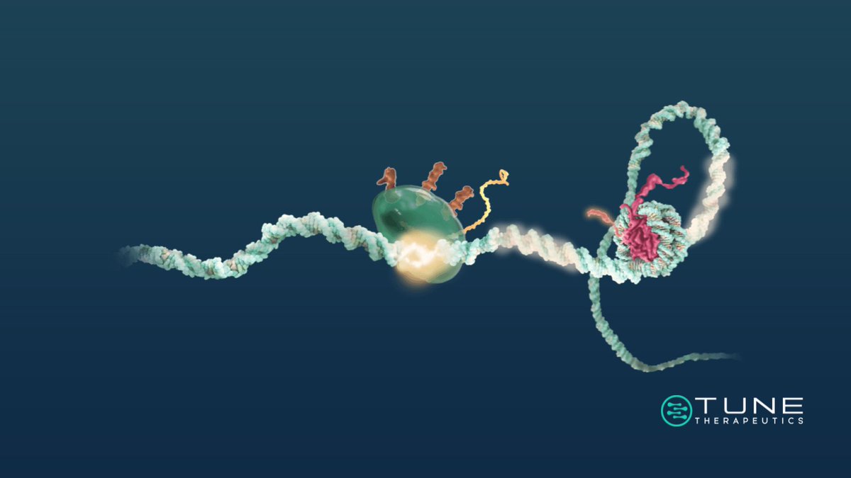 Genetic tuning with TEMPO reduces the risk of disruption and harm to neighboring gene regulatory regions, and leaves natural machinery and mechanisms in place. 

Learn more: bit.ly/43A3JsN

#TuneTx #EpigeneticEditing