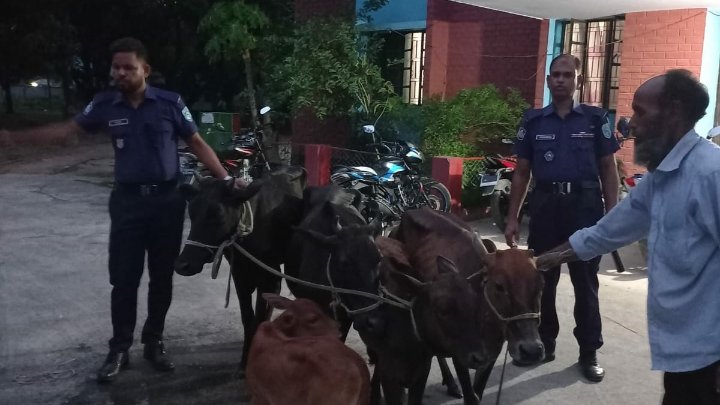 পীরগঞ্জের ৫ টি চোরাই গরু বীরগঞ্জ থেকে উদ্ধার