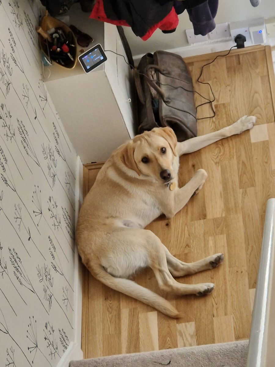 clh_67's tweet image. Alex is back for the weekend after being matched with his family. He&apos;s going to be a disability assistance dog once he&apos;s finished all his training 🐶👏🥇. We&apos;ll done Alex and all who have helped him get to this point. #SupportDogs