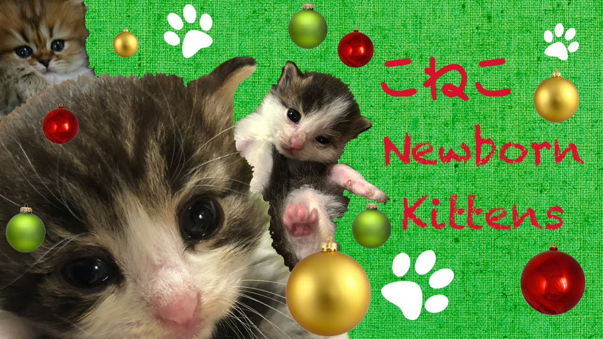 MeowMoeDotCom's tweet photo. 子猫ライブカメラ🐱kitten live stream🐱ノルウェージャンとチンチラ🐱
 
https://t.co/IuUYvAqouO
 
#ヌコ #CatCafé #CatCafeLiveStream #Catlivestream https://t.co/75iMyDQvOD