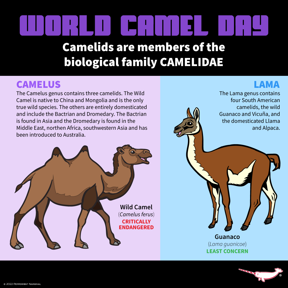 PepomintNarwhal's tweet photo. Happy #WorldCamelDay!
Shop #PeppermintNarwhal:
https://t.co/bQXxNGbEjD
#CamelDay #Camel #Camelus #Lama #WildCamel #Guanaco https://t.co/cJOsmui8i7