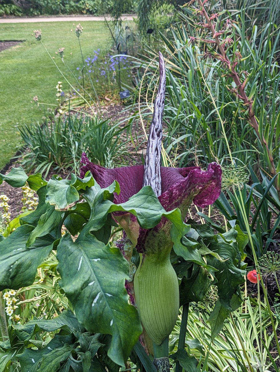 It's a special day in the garden today as our dracunculus vulgaris is in bloom!

Blink and you'll miss it - this only lasts for a day or two, accompanied by a foul smell of rotting meat which attracts flies for pollination.

#dracunculusvulgaris #botanicgarden #oxforduniversity