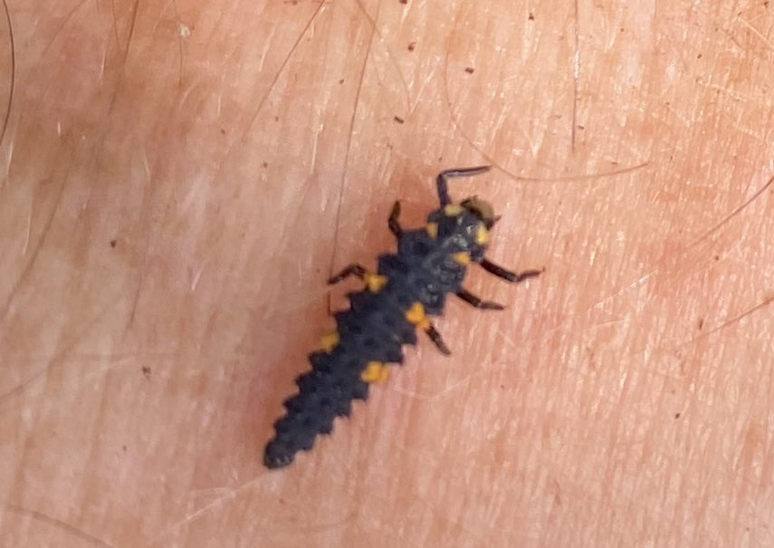 AlanEDown's tweet photo. A seven spot #ladybird larvae I believe.
#gardenersfriend #naturalpredator 
@DrIanBedford https://t.co/IA74zRGQrD