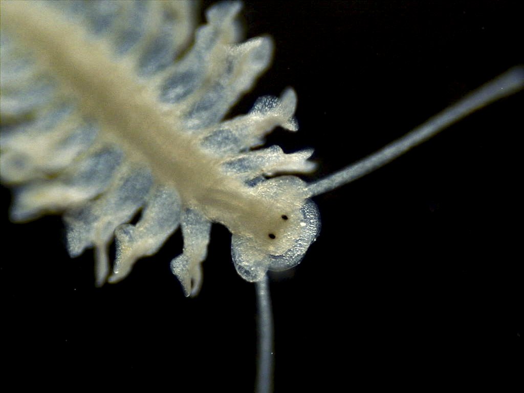 NSERC_CRSNG's tweet photo. 📷
Ocean eyes
By: Natasha Hynes @newfoundmermaid, @UNB

This is one of this year’s #ScienceExposed research image finalists. 

To vote for this image in the running for the 2023 People’s Choice Award 🏆

▶️ https://t.co/nLRwIFUTqh https://t.co/kEr9TJtsEE