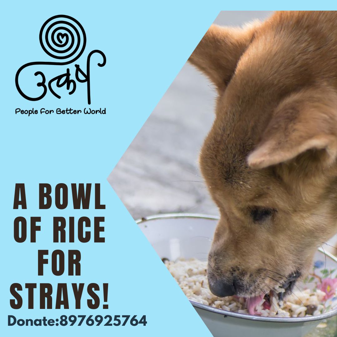 AnimalUtkarsh's tweet photo. Would you like to help hungry strays? You can feed them with a small donation. Please #donaterice as #Utkarsh feeds more than 5000 helpless strays daily. It could be just 1 kg of rice or 10 as each grain goes to feed #hungryanimals on the street. 
 #doglovers #pet  #ugf https://t.co/ona5oa4r49