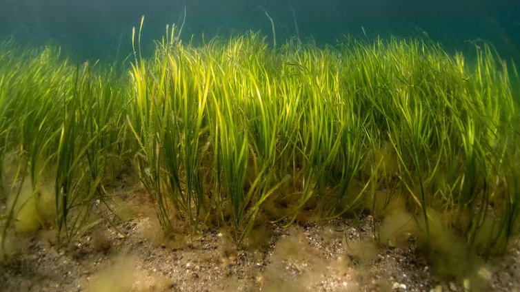 Swansea University (@swanseauni) on Twitter photo ☀📈Unprecedented marine heatwave underlines the urgency to clean up UK rivers and coasts.
An important article co-authored by Dr Richard Unsworth (<a href="/ZosteraR/">Richard Unsworth 🏴</a>) in <a href="/ConversationUK/">The Conversation</a> on the threat to the future of #seagrass, a vital coastal plant species.
➡ Swan.ac/MarineHeatwave ☀📈Unprecedented marine heatwave underlines the urgency to clean up UK rivers and coasts.
An important article co-authored by Dr Richard Unsworth (<a href="/ZosteraR/">Richard Unsworth 🏴</a>) in <a href="/ConversationUK/">The Conversation</a> on the threat to the future of #seagrass, a vital coastal plant species.
➡ Swan.ac/MarineHeatwave