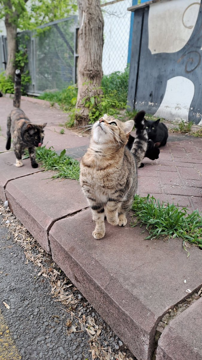 As you may or may not know, I feed stray cats and sometimes send money to animal funds.

I was thinking of creating a website where anyone could send a donation or buy NFT to support cats.

Should I make such a website, or is my Twitter enough?
#animalSupport