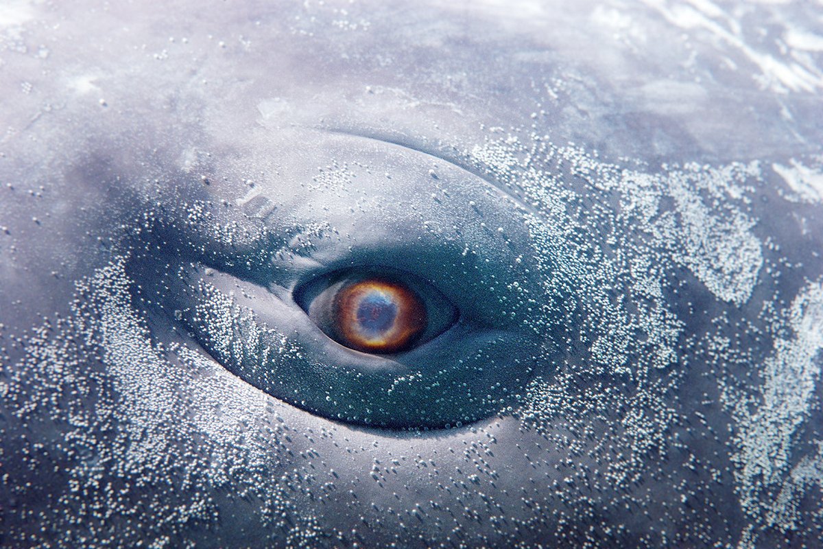 "Moby-Dick is synonymous with the idea of a great big book" – <a href="/Louis_b_r/">Louis rogers</a> on the body of the novel

tankmagazine.com/issue-95/featu…