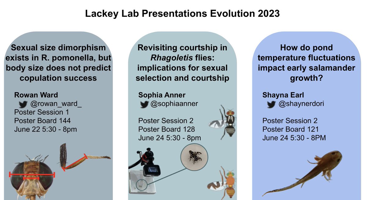 Alycia Lackey (@acrlackey) on Twitter photo Members of my lab are presenting multiple works in progress on
whether we can detect sexual selection in Rhagoletis flies
&
how larval salamanders respond to natural pond temperature variation
Posters tonight & Sat
<a href="/sophiaanner/">@sophiaanner.bsky.social</a> <a href="/shaynerdori/">Shayna Rosenbloom Earl</a> Rowan Ward
#Evol2023 Members of my lab are presenting multiple works in progress on
whether we can detect sexual selection in Rhagoletis flies
&
how larval salamanders respond to natural pond temperature variation
Posters tonight & Sat
<a href="/sophiaanner/">@sophiaanner.bsky.social</a> <a href="/shaynerdori/">Shayna Rosenbloom Earl</a> Rowan Ward
#Evol2023