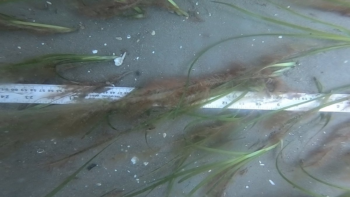 Fantastic day hunting for seagrass on University of Plymouth <a href="/RVFalconSpirit/">RV Falcon Spirit</a> with <a href="/geoacoustics/">GeoAcoustics</a> subbottom profiler @oceansciencetec <a href="/MalloryRHaas/">Mallory Haas</a> <a href="/MarineSciPlym/">MarineSciencePlymUni</a>