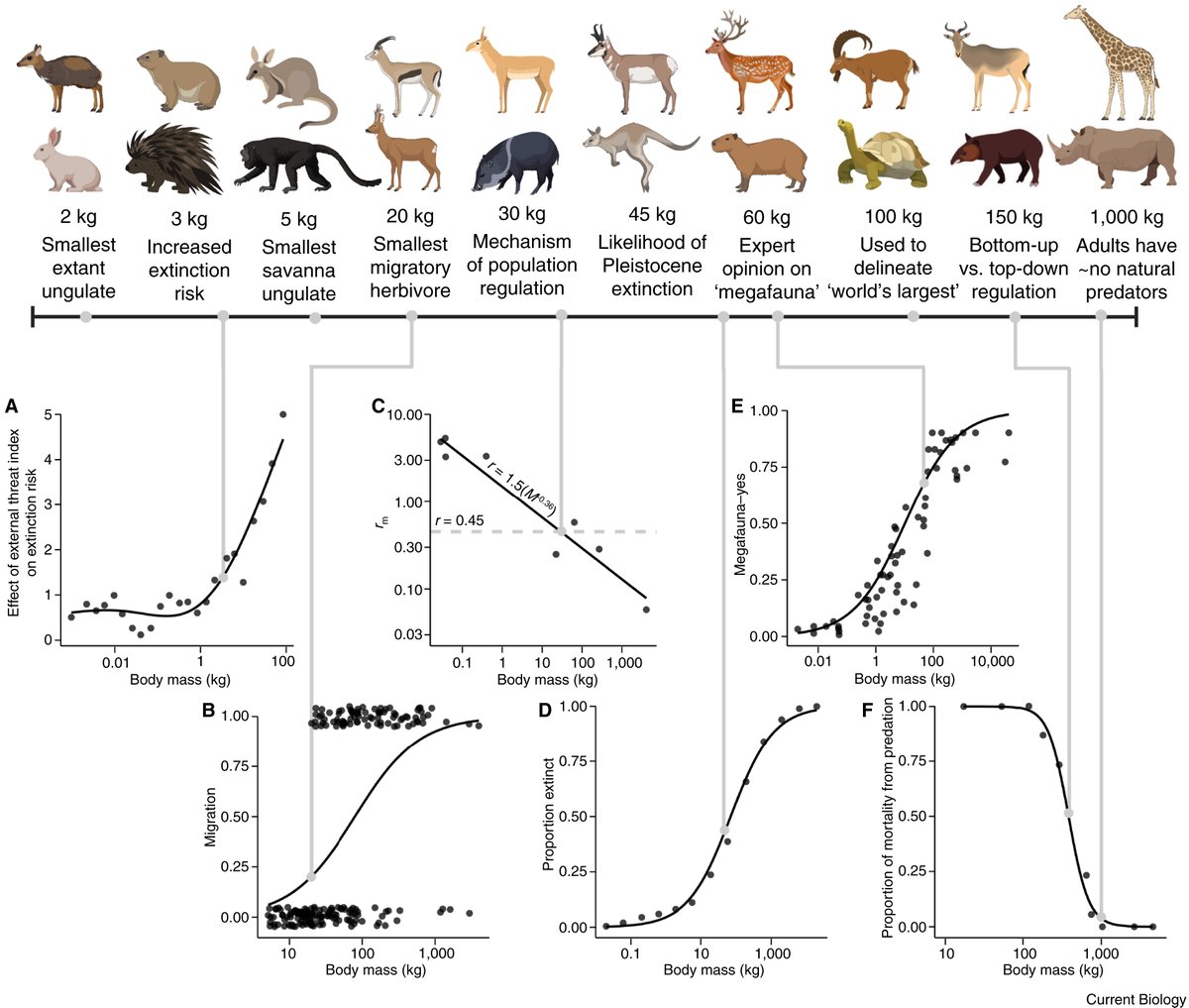 Arie_Trouwborst's tweet image. Fascinating review paper on what we know (and don't) about the roles of large herbivores in terrestrial ecosystems, by @rob_pringle &amp;amp; co. Very policy-relevant, in this UN Decade on Ecosystem Restoration. sciencedirect.com/science/articl…