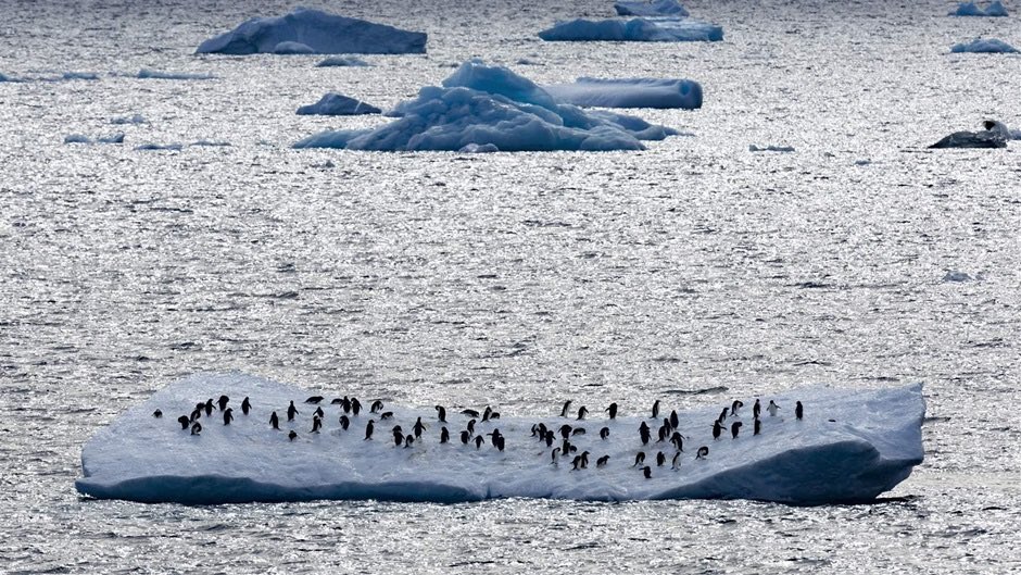 Countries are now meeting in Chile to discuss new protections around #Antarctica, which would go a long way toward safeguarding this precious region and its unique biodiversity. Let’s us urge leaders to preserve this important but often overlooked part of our planet. #CCAMLR