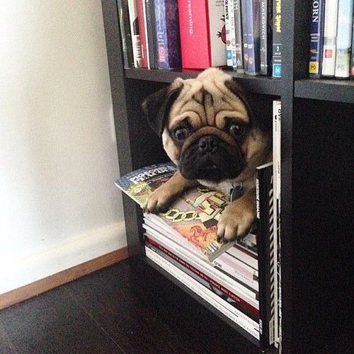 gmeposhpug's tweet photo. "In the case of good books, the point is not to see how many of them you can get through, but rather how many can get through to you." 

- Mortimer J. Adler 

#pugquotes #reading #books https://t.co/JHAIx2nahd