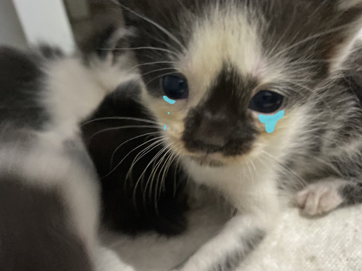 slayysyy's tweet photo. Gak butuh semangat butuhnya selamat😿 https://t.co/W0H6GNBURi