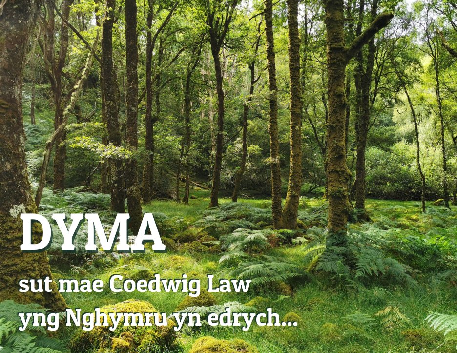 PlantlifeCymru's tweet photo. Mae ein #coedwigoeddglaw hefyd yn darparu ystod enfawr o wasanaethau ecosystemau sydd o bwysigrwydd amgylcheddol, economaidd a diwylliannol enfawr i ni.
Dyma pam mae Plantlife yn gweithio i #diogelu ac #adfer yr ecosystemau gwerthfawr yma.
Gwybod mwy: 👉https://t.co/wEkNLHdJ5B https://t.co/YwX75KlYZ9