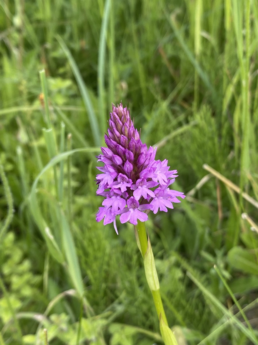 annashergold's tweet photo. A marsh helleborine (there were lots here, but looking a little wilted in the sun) and the second day Iโve found pyramidal orchids in my area of NE Hampshire. (Not unusual, but unusual for Hook) #orchids #orchidsummer โฆ@BSBIbotanyโฉ https://t.co/Y0hrk4KrFD