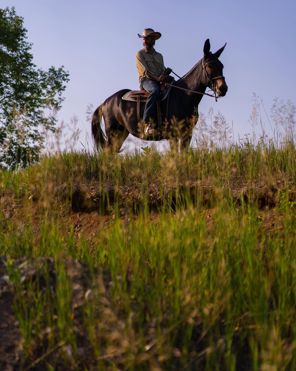 Tom Green tweet media