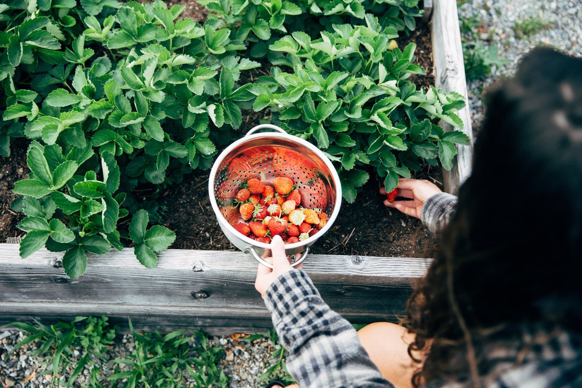 AlpineVillage_'s tweet photo. Harvesting some breakfast 🍓🍓🍓🍓 #alpinevillagefarms #strawberries #freshharvest #farmlife https://t.co/bjLDCEyNTu