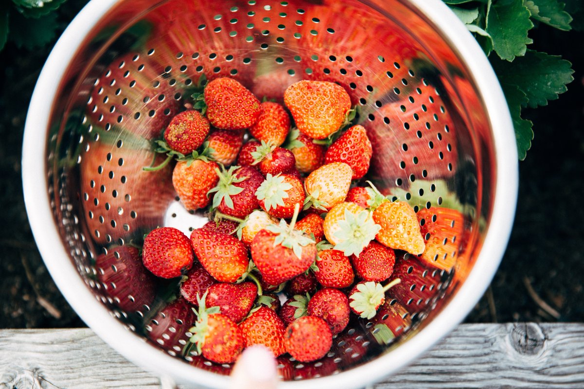 Harvesting some breakfast 🍓🍓🍓🍓 #alpinevillagefarms #strawberries #freshharvest #farmlife